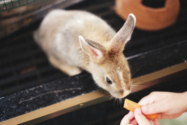 17 Ways to Help Wild Rabbits in Winter9