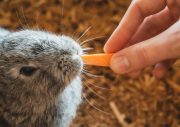 22 best foods for wild rabbits