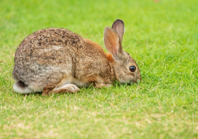 Wild rabbit clearance food