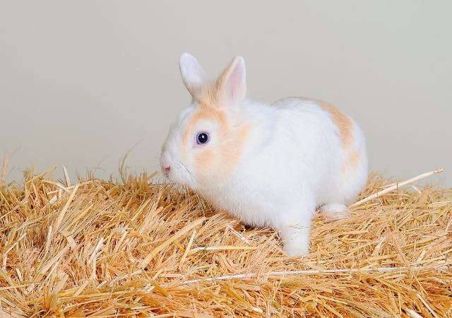 22 best foods for wild rabbits10