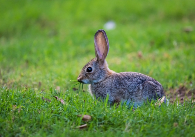 Best food clearance for wild rabbits