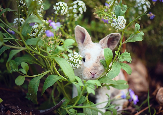 22 best foods for wild rabbits3