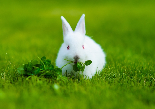 22 best foods for wild rabbits4