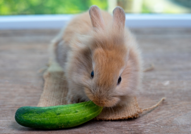 22 best foods for wild rabbits5
