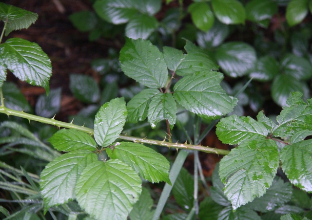 22 best foods for wild rabbits8