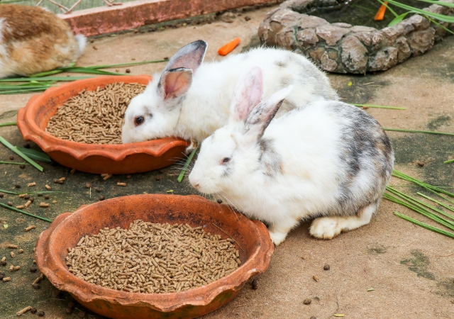 22 best foods for wild rabbits9