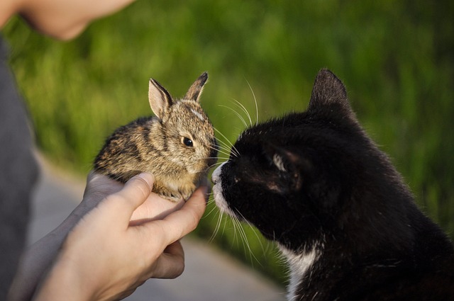 cat eating rabbit